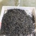 贵州黎平高山绿茶，毛尖毛峰海拔八百多米