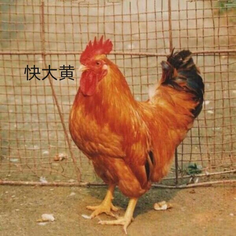 快大红玉公鸡苗九斤红九斤黄快大黄K9青脚麻公鸡苗