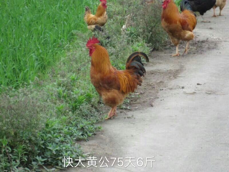 快大红玉公鸡苗九斤红九斤黄快大黄K9青脚麻公鸡苗