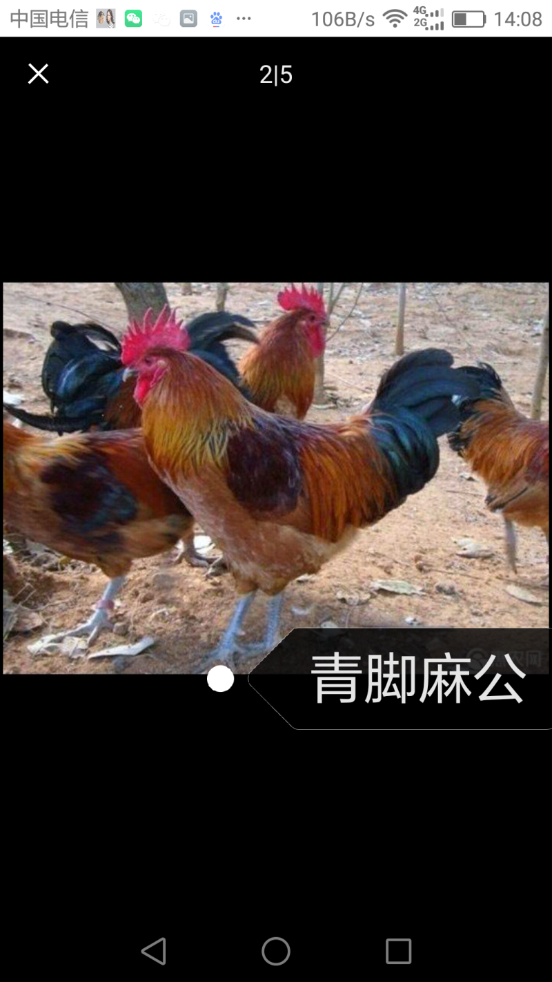 快大红玉公鸡苗九斤红九斤黄快大黄K9青脚麻公鸡苗