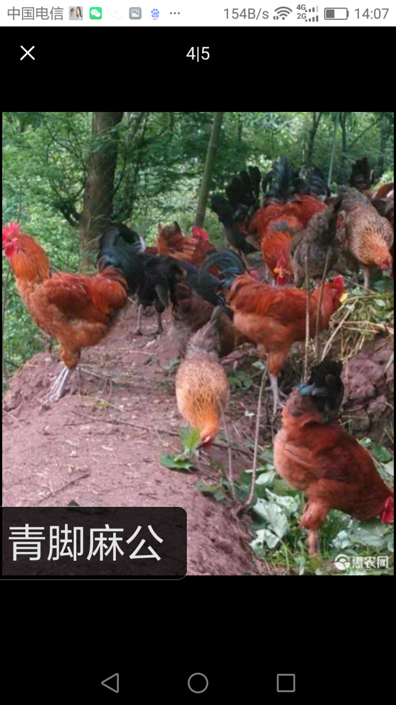 快大红玉公鸡苗九斤红九斤黄快大黄K9青脚麻公鸡苗
