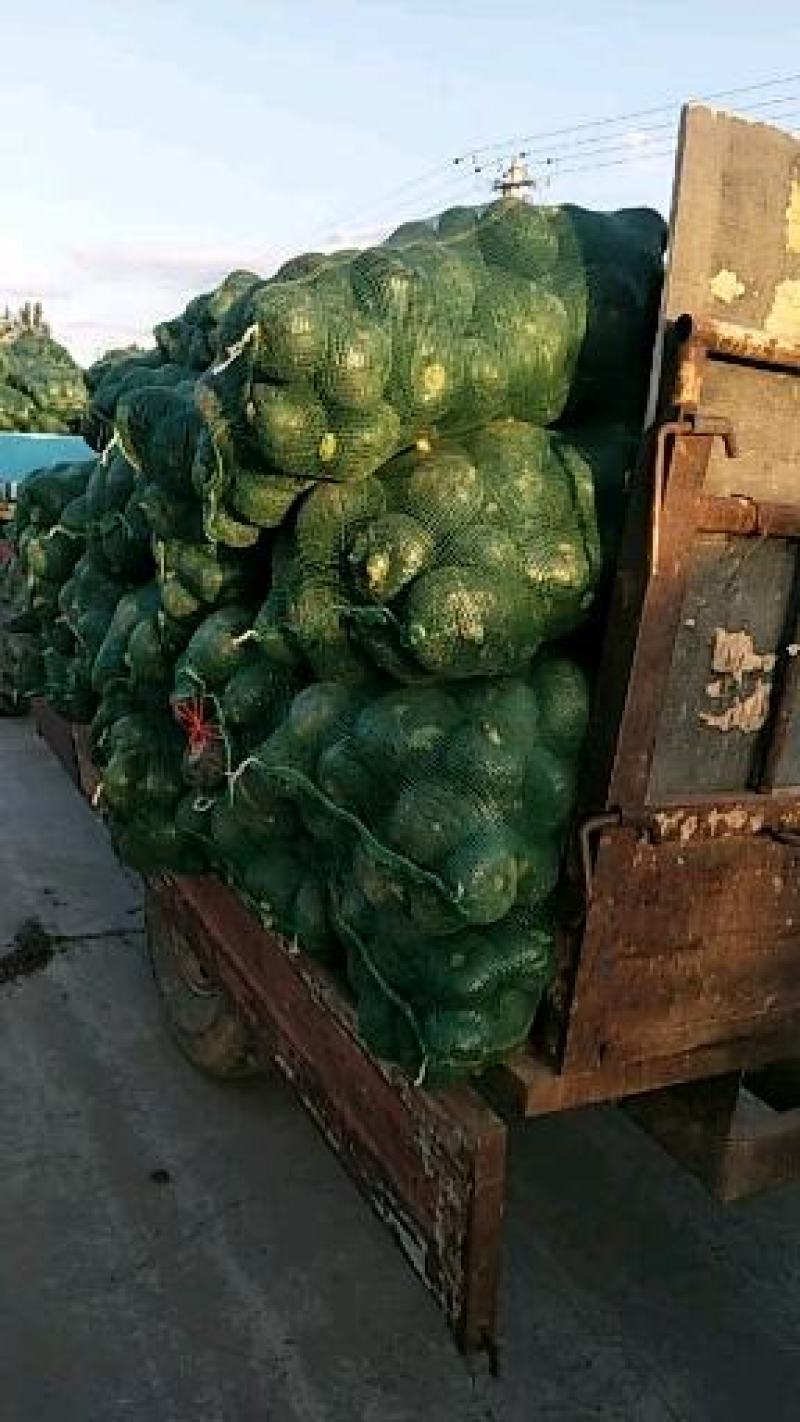 贝贝南瓜大量有货，期待与您合作，欢迎实地考察