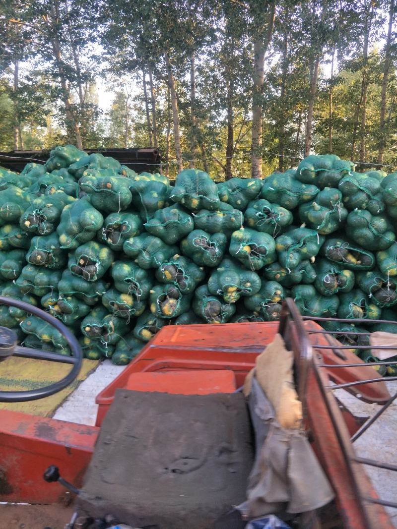 贝贝南瓜大量有货，期待与您合作，欢迎实地考察