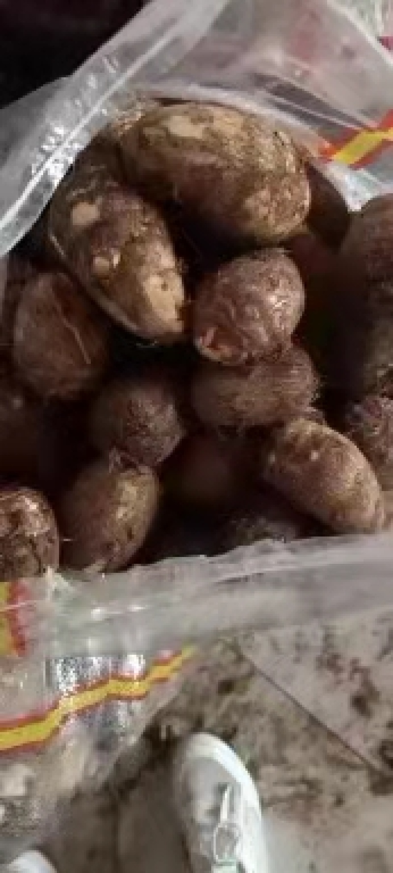 山东优质毛芋头种植基地产地直销全国发货量大从优