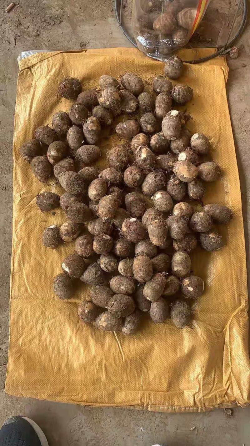山东优质毛芋头种植基地产地直销全国发货量大从优