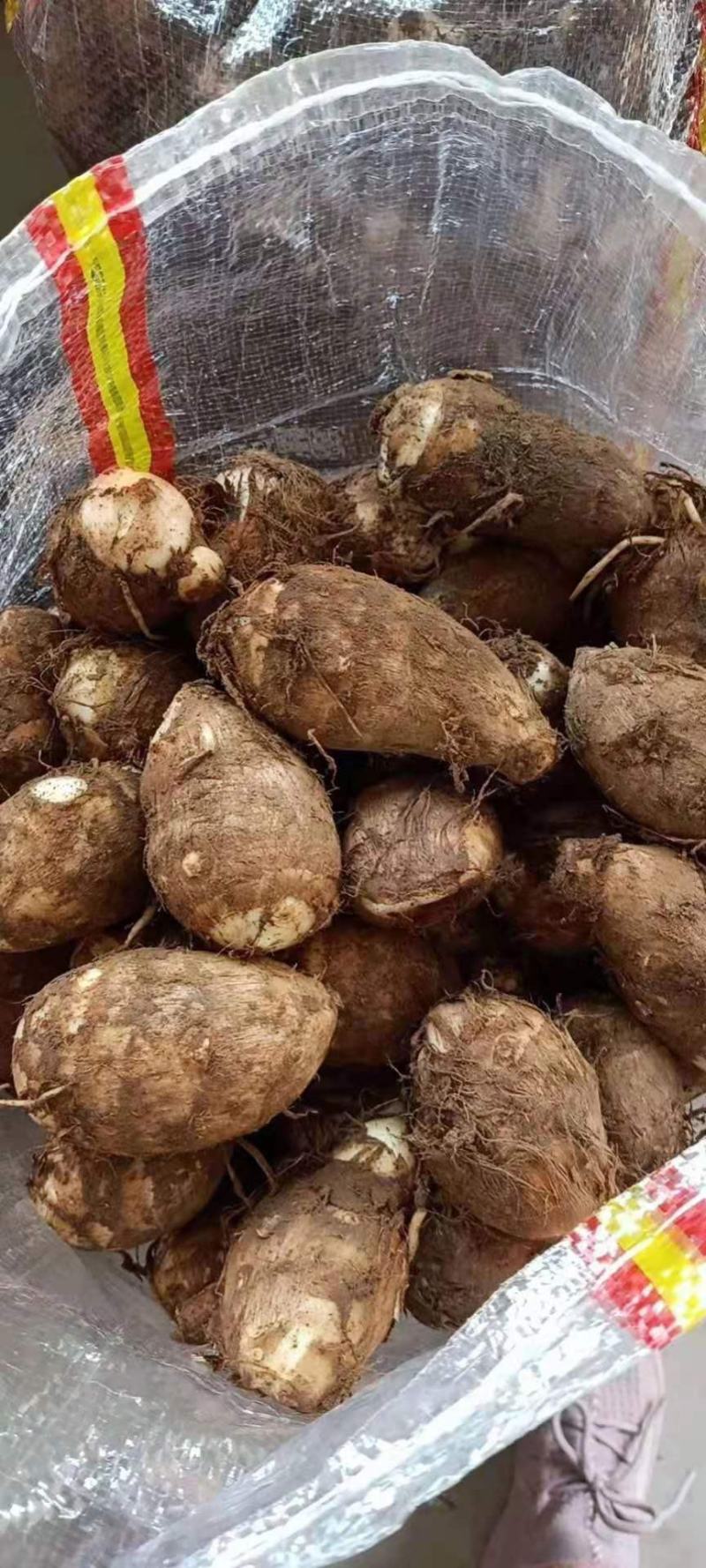 山东优质毛芋头种植基地产地直销全国发货量大从优