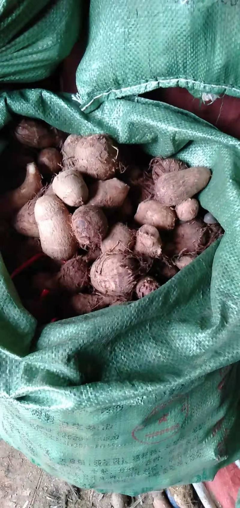 山东优质毛芋头种植基地产地直销全国发货量大从优