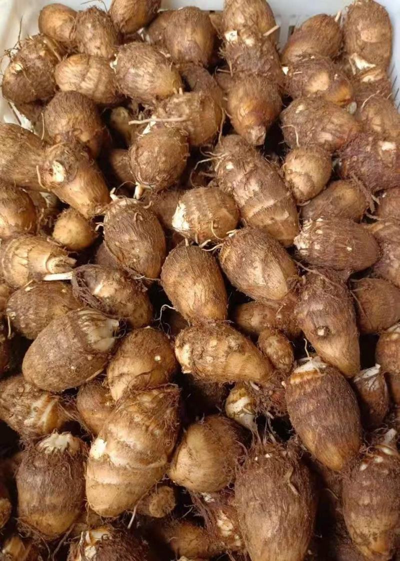 山东优质毛芋头种植基地产地直销全国发货量大从优