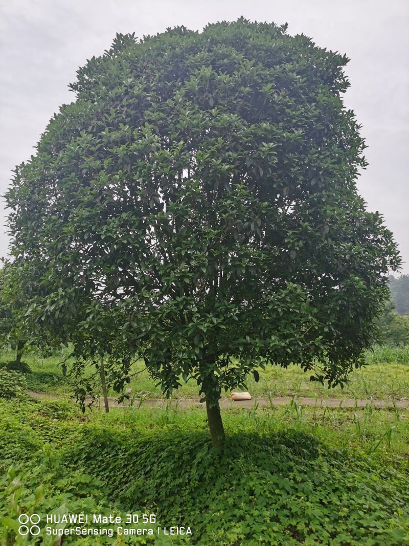 桂花树