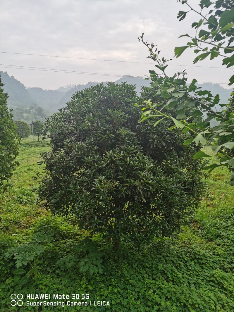 桂花树