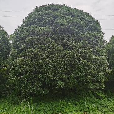 桂花树