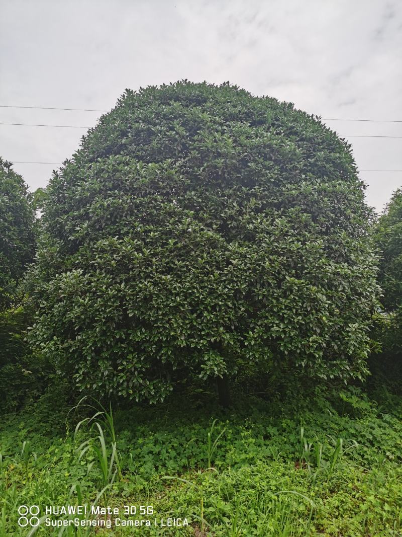 桂花树