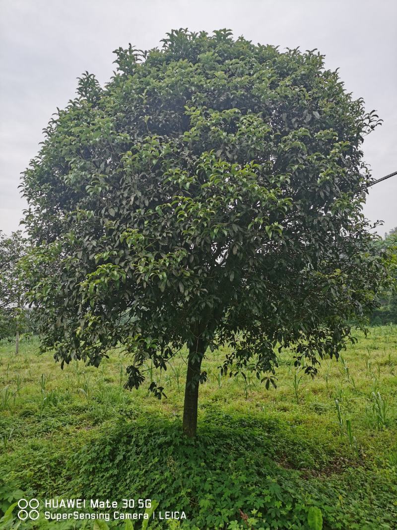 桂花树