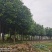 香樟树