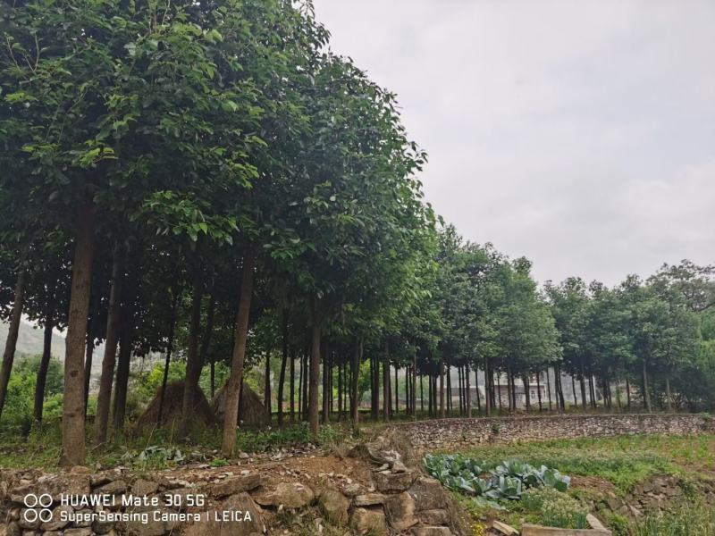 香樟树