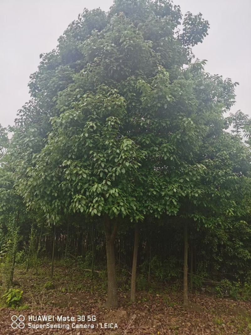 香樟树