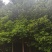 香樟树