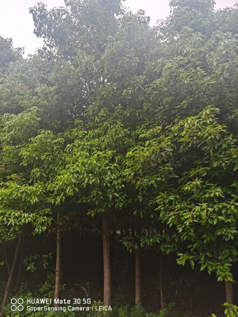 香樟树