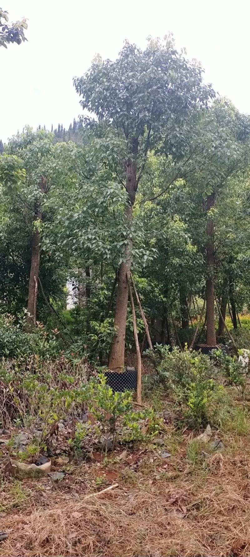 香樟树