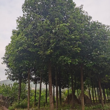 香樟树