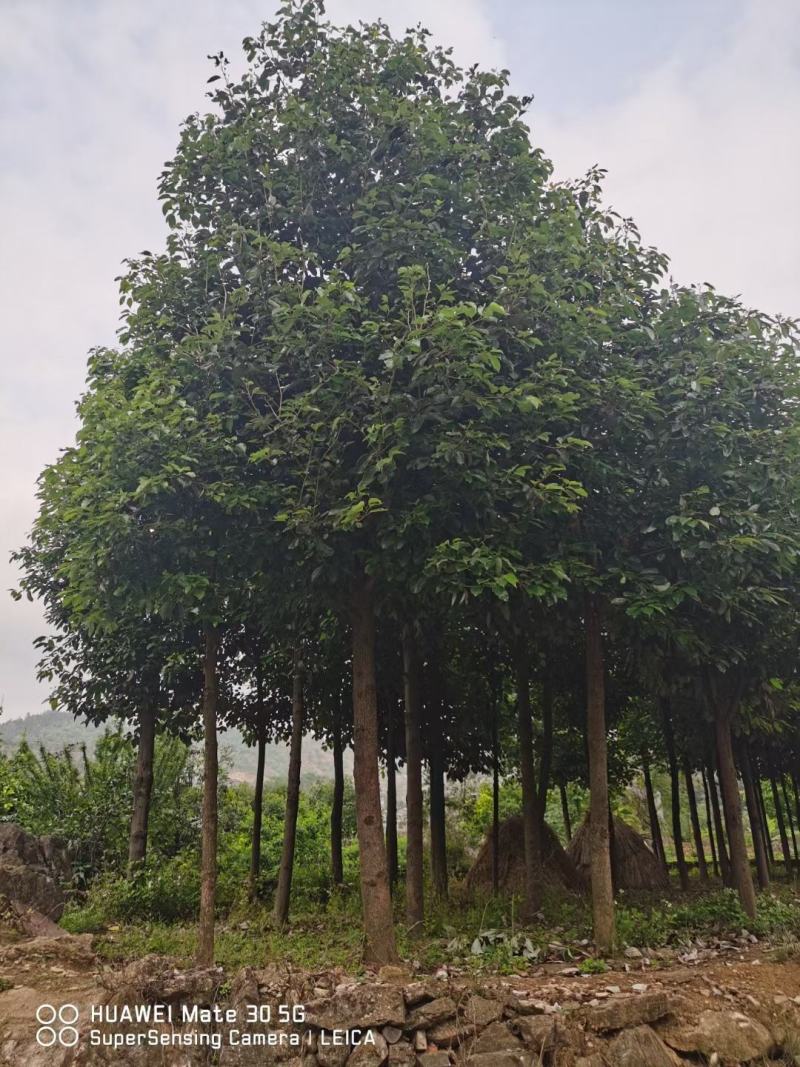 香樟树