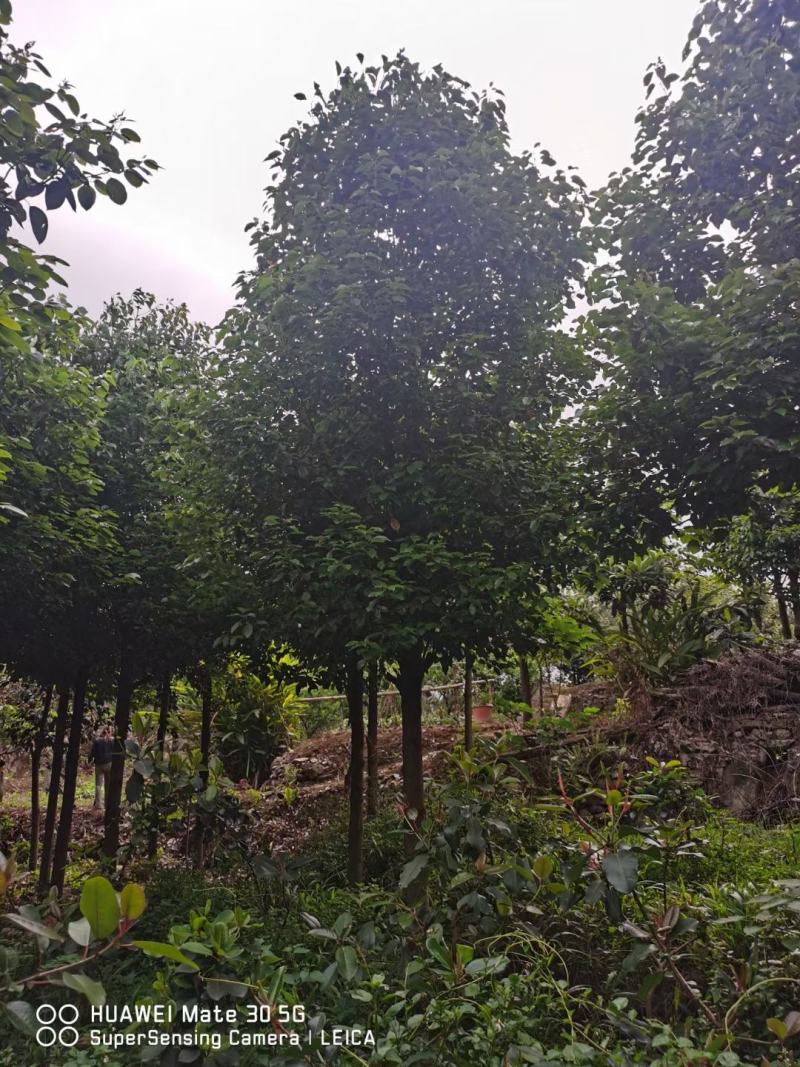 香樟树