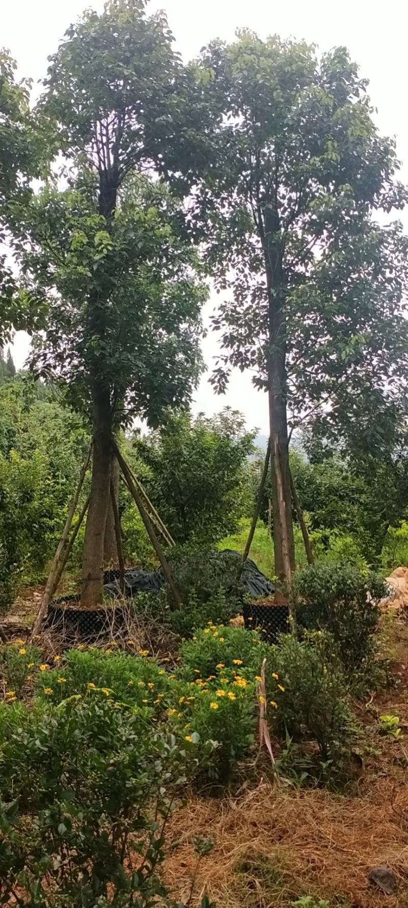 香樟树