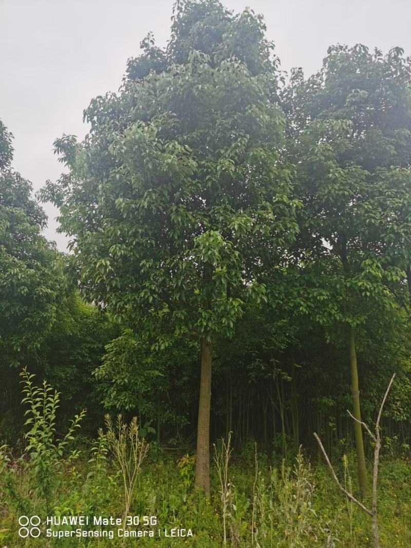香樟树