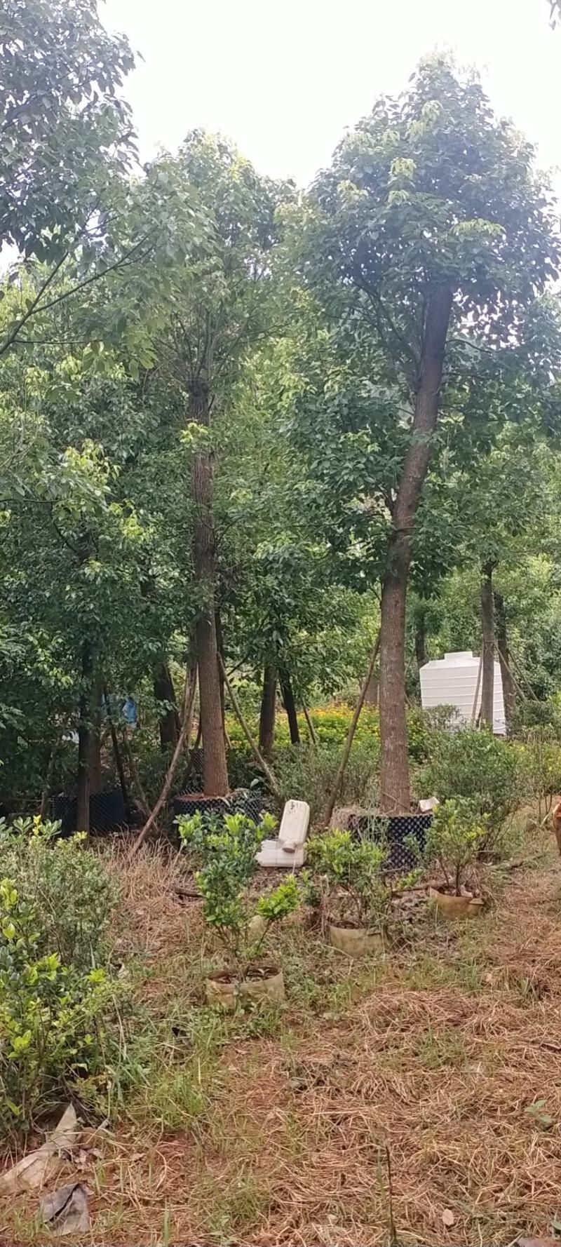 香樟树