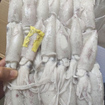 鲜鱿8/10厘米规格