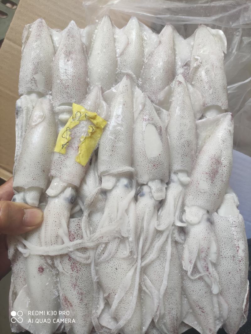 鲜鱿8/10厘米规格