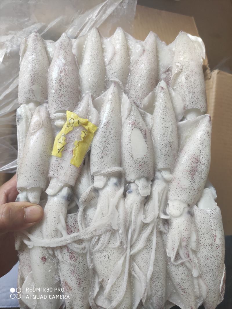 鲜鱿8/10厘米规格