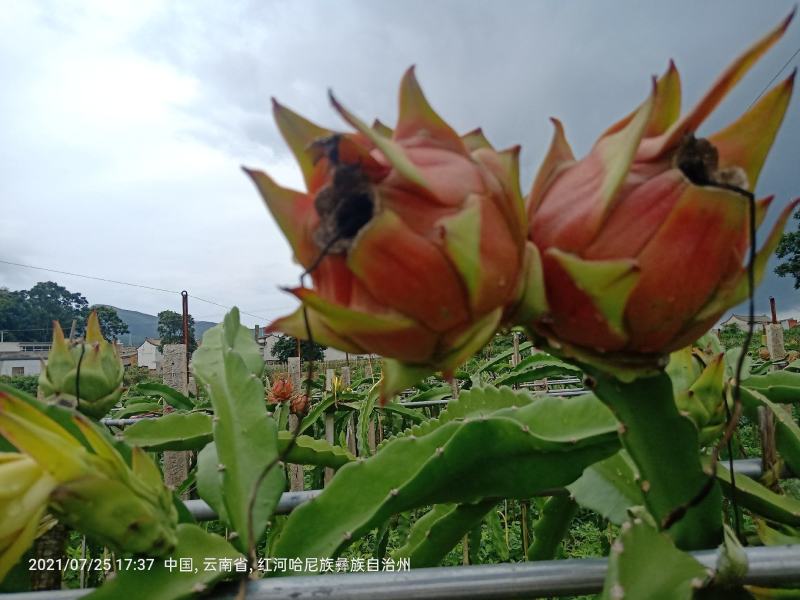 红宝龙火龙果