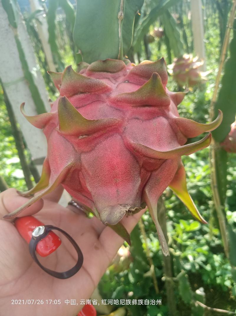 红宝龙火龙果