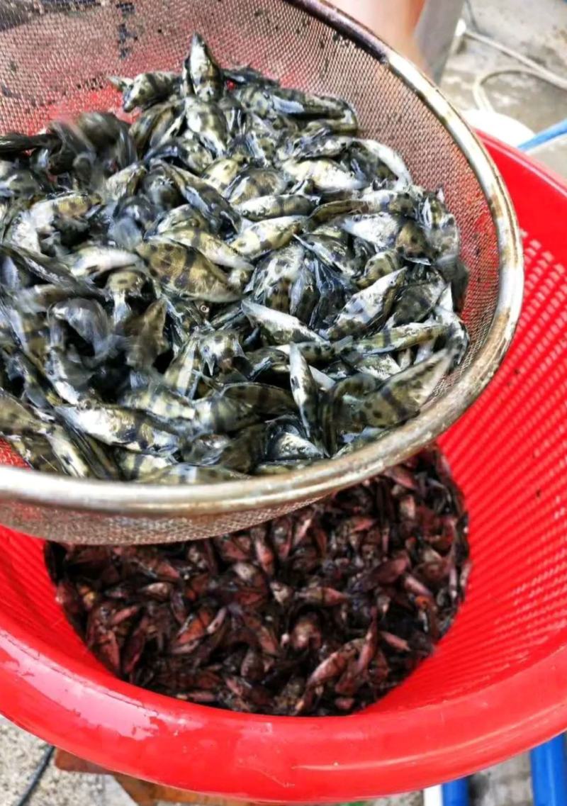 直发.桂花鱼苗鳜鱼苗各种鱼苗包活全国发货技术指导