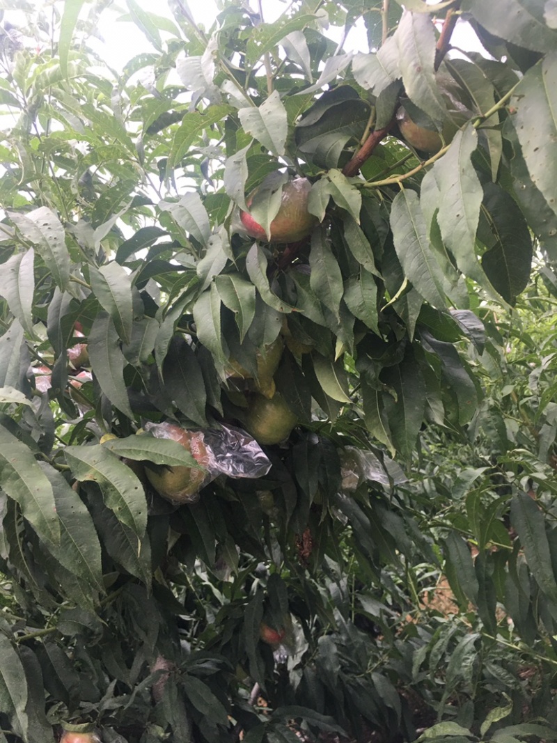 杠六利核油桃已上市，有需要的客户可提前联系咨询
