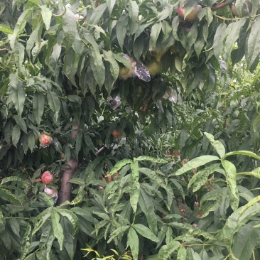 杠六利核油桃已上市，有需要的客户可提前联系咨询
