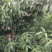 杠六利核油桃已上市，有需要的客户可提前联系咨询