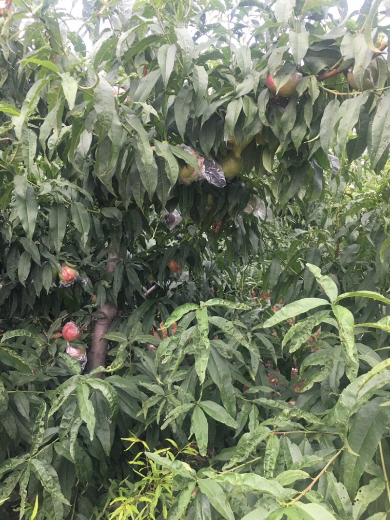 杠六利核油桃已上市，有需要的客户可提前联系咨询