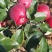 华硕、红嘎拉🍎大量上市中有需要的老板可以联系我