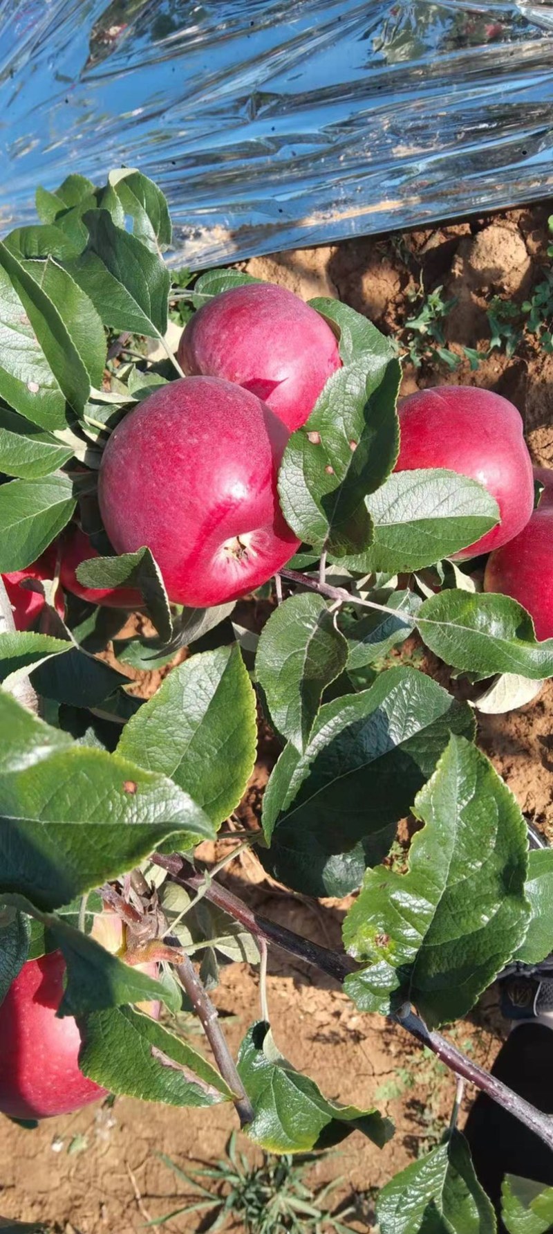 华硕、红嘎拉🍎大量上市中有需要的老板可以联系我