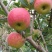 华硕、红嘎拉🍎大量上市中有需要的老板可以联系我