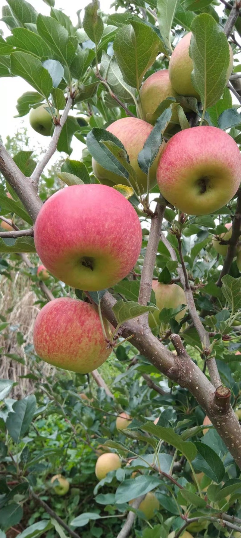 华硕、红嘎拉🍎大量上市中有需要的老板可以联系我