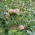 华硕、红嘎拉🍎大量上市中有需要的老板可以联系我
