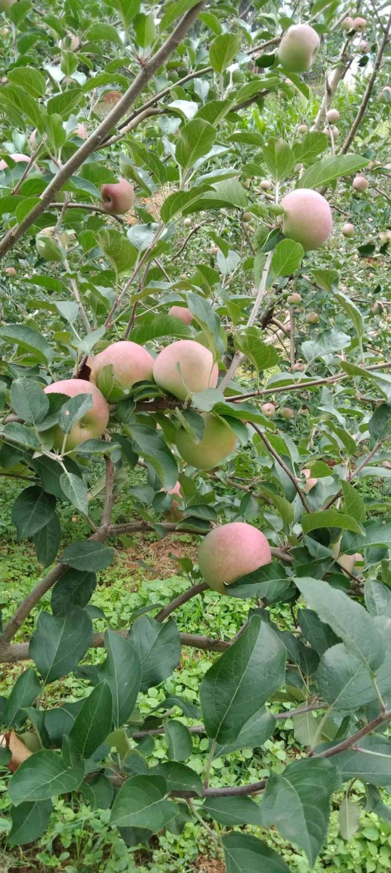 华硕、红嘎拉🍎大量上市中有需要的老板可以联系我