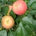 华硕、红嘎拉🍎大量上市中有需要的老板可以联系我