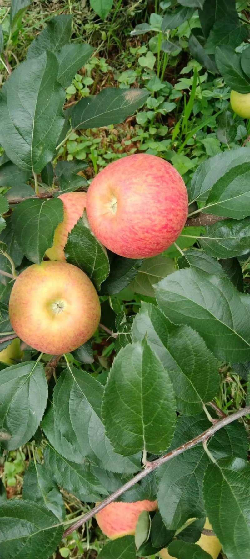 华硕、红嘎拉🍎大量上市中有需要的老板可以联系我
