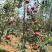 华硕、红嘎拉🍎大量上市中有需要的老板可以联系我