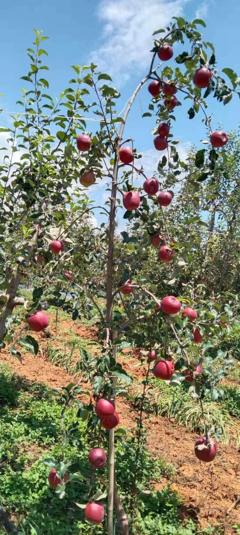 华硕、红嘎拉🍎大量上市中有需要的老板可以联系我