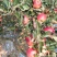 华硕、红嘎拉🍎大量上市中有需要的老板可以联系我